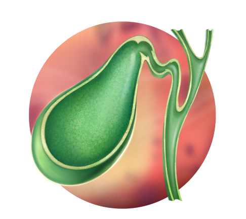 1 состояние желчного пузыря