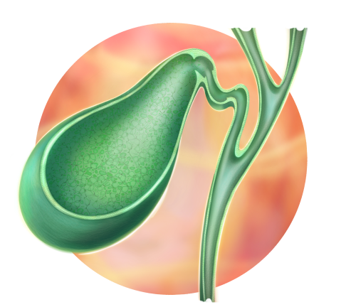 5 состояние желчного пузыря